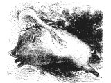 Wild boar, which were common in Palestine. cf Ps.80.13